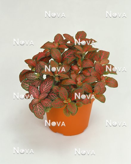 N1201439 Fittonia albivenis im Topf