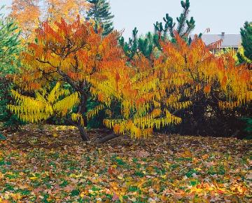 Herbst, Herbstfärbung, Rhus typhina