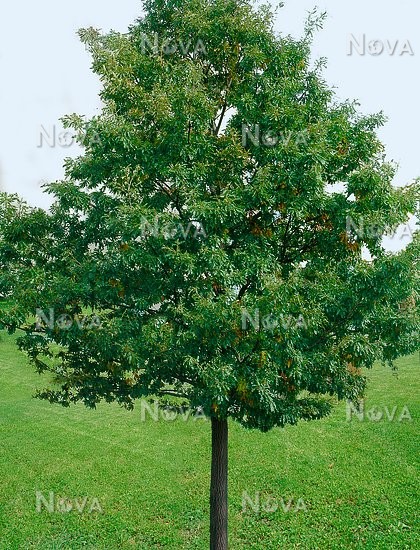 N0107074 Quercus cerris