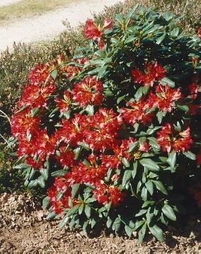 Rhododendron (Genus)