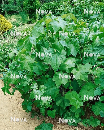 N0905470 Kitaibela vitifolia