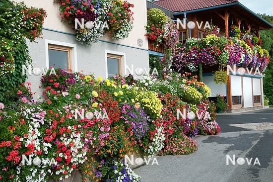 N1002290 Balcony planting with summerflowers