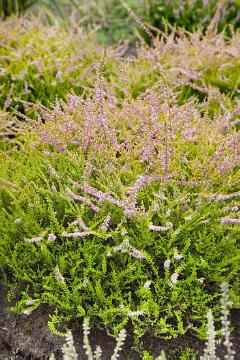 Calluna vulgaris, Moorbeetpflanzen