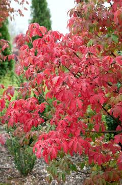 fall foliage, fall impression, Paperbark Maple