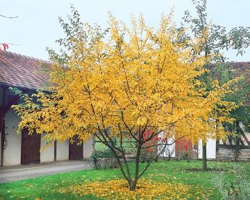 Autumn, fall foliage, Malus transitoria