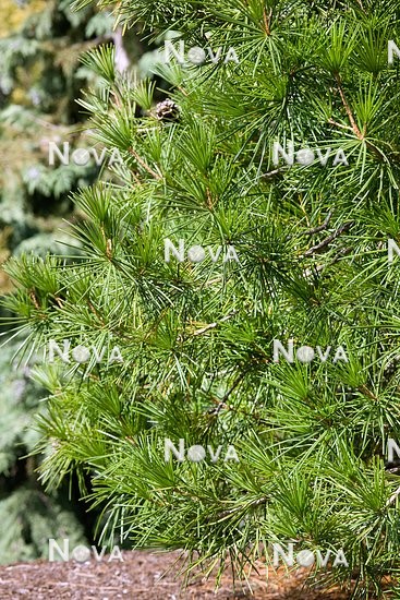 N0502101 Sciadopitys verticillata Wintergreen