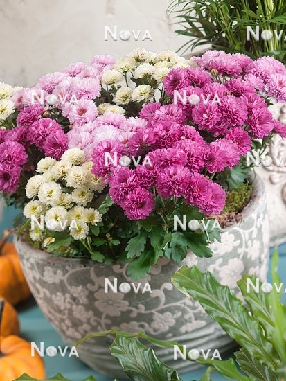 N1202048 Chrysanthemum Mix