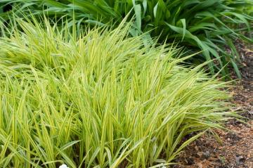 Hakonechloa (Genus), Japanese Forest Grass, Ornamental Grass