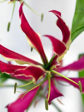 Blumenzwiebel, flame lily (Genus)