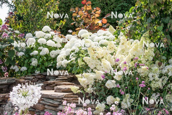 N1004797 Gartengestaltung mit Blütenstauden, Hydrangea und Teich