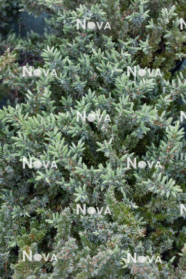 N0502603 Juniperus communis