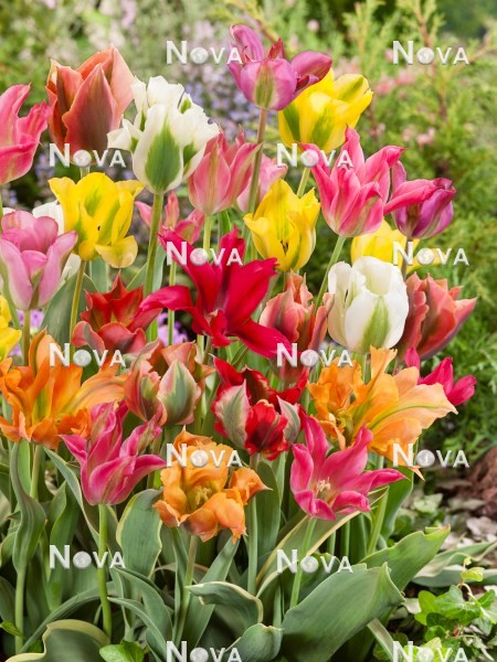N1918863 Tulipa viridiflora mix