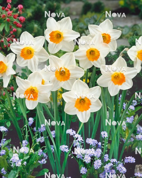 80 02 28 Narcissus Small Cupped Barrett Browning