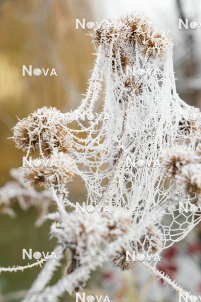 N2101341 Stimmungsbild mit Spinnennetz im Winter