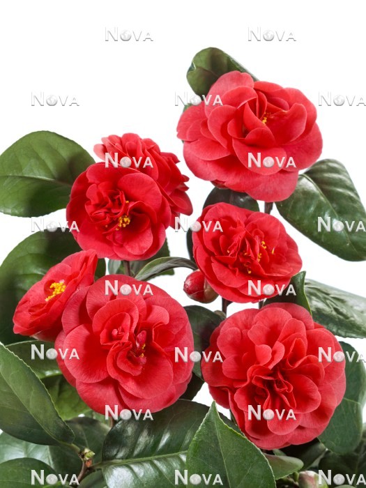 N0113813 Camellia Lady Campbell
