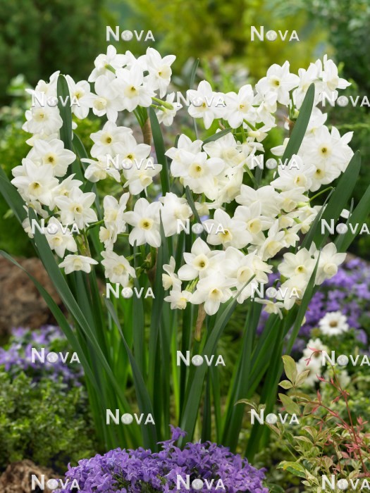 N1922061 Narcissus tazetta Silver Chimes