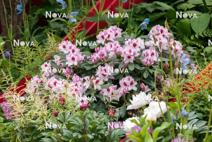 N0402313 Garden design with Rhododendron