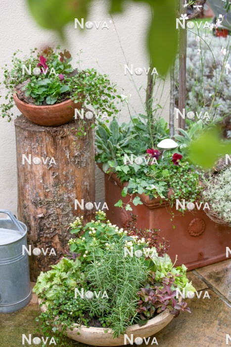 N1006179 Plant container with fall plants