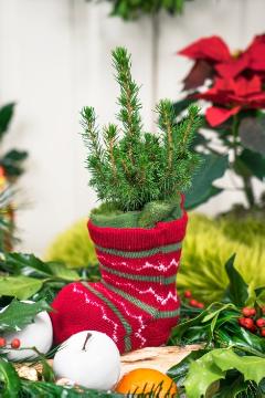Advent, Picea glauca Conica, Weihnachten