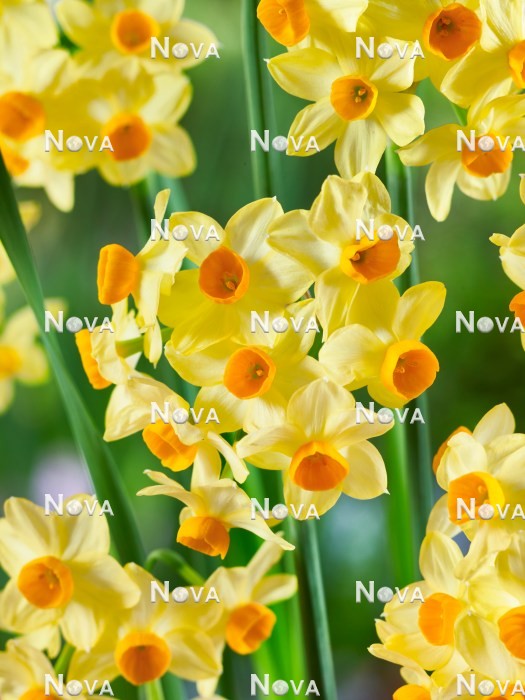 N1922849 Narcissus Innisidgen