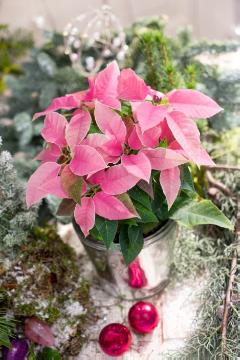 Christbaumkugel, Euphorbia pulcherrima, Weihnachten, Weihnachtsdekoration