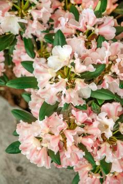 Rhododendron (Genus), Rhododendron Hybride