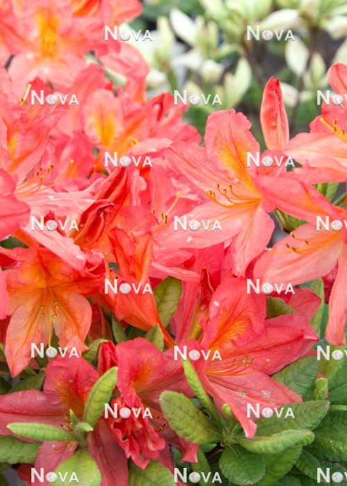 N0204475 Rhododendron Dinie Metselaar