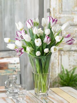 Glasvase, Schnittblumen, Tulipa (Genus)