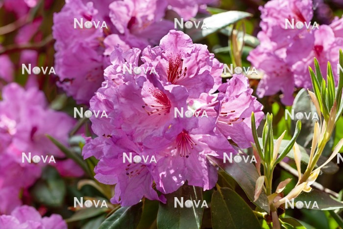 N0204889 Rhododendron Markgraf