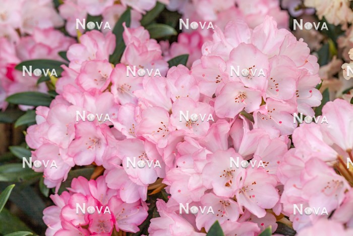 N0205193 Rhododendron Love Song