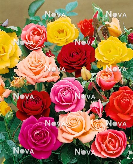 N0800777 Rosa Palaces Roses mix