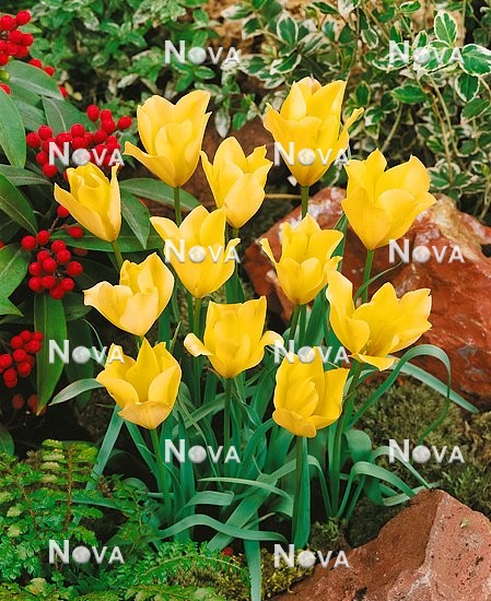 N1901622 Tulipa batalinii Yellow Jewel