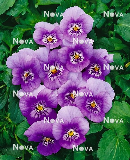 N1501797 Viola Sorbet™ Lavender Ice