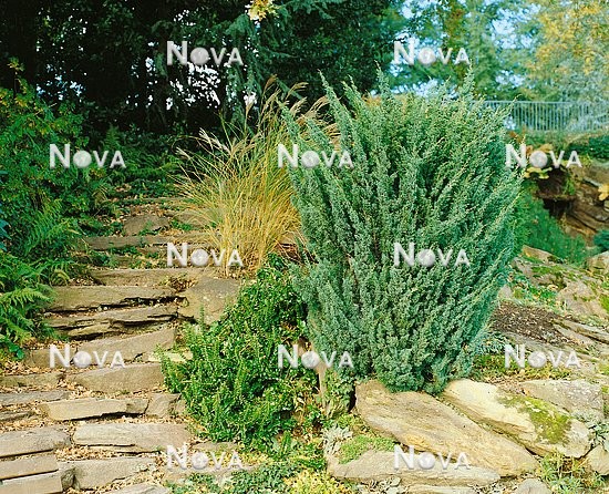 N0500818 Juniperus Blaauw