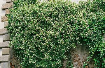 Schling- und Kletterpflanze, Trachelospermum jasminoides