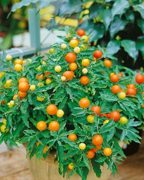 Solanum (Genus), Solanum pseudocapsicum