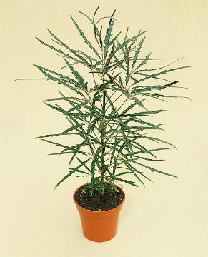 Schefflera (Genus), Schefflera elegantissima, Topf, Topfpflanze, Zimmerpflanze