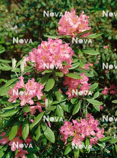 11 54 27 Rhododendron Rosy