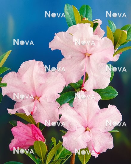 11 54 66 Rhododendron Olive
