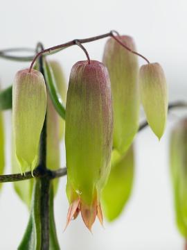 Kalanchoe (Genus), Kalanchoe blossfeldiana, Zimmerpflanze