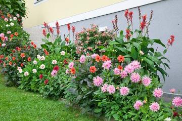 Canna (Genus), dahlia (Genus), flower bed, fuchsia (Genus), Summertime