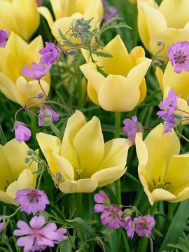 Blumenzwiebel, flax-leaved tulip, Frühlingsblüher, Geranium (Genus), Tulipa (Genus)