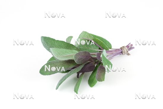 N1704418 Salvia officinalis Purpurea