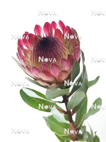 N0109488 Impression with Protea blossom