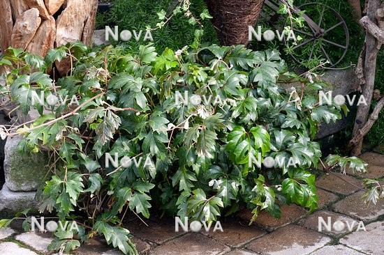 N1201928 Cissus rhombifolia