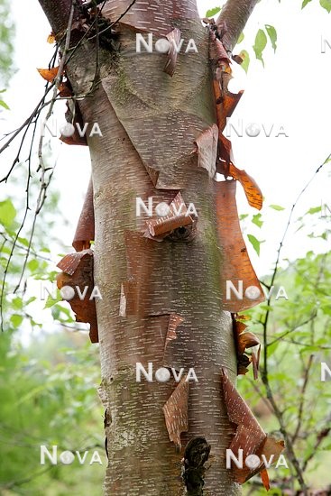 N0110662 Betula albosinensis, tree trunk