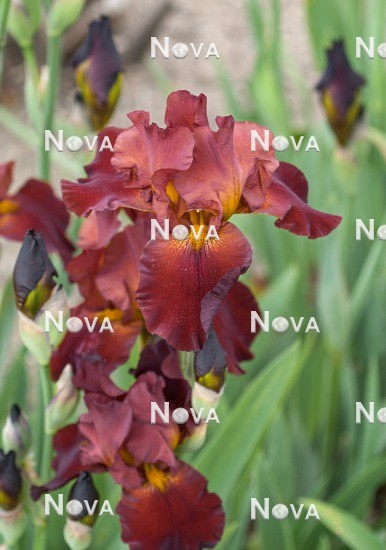 N0915894 Iris x germanica