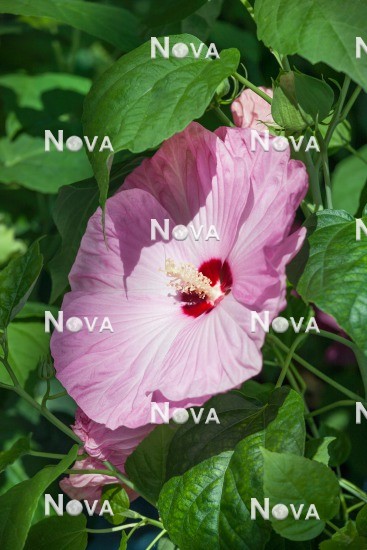 N0917909 Hibiscus Honeymoon Light Rose
