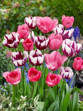 Triumph tulip, Tulpenmischung