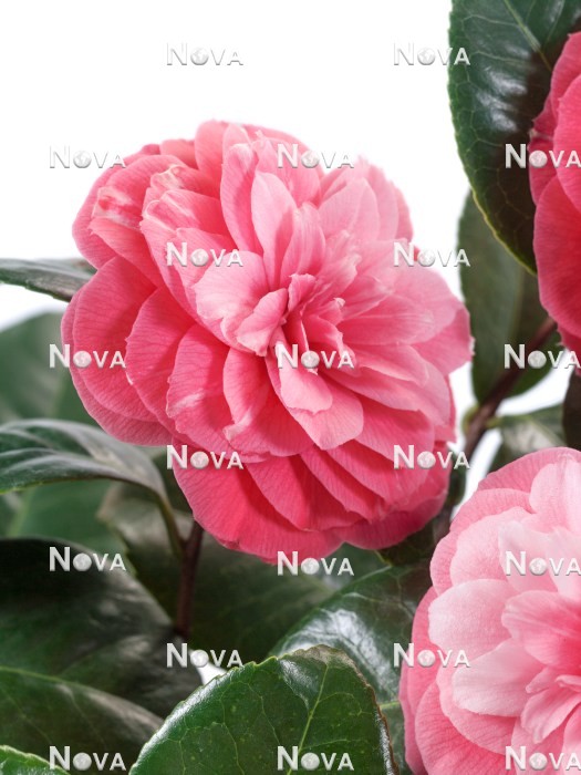 N0113824 Camellia Italiana